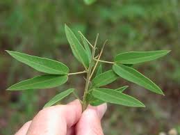 senna leaves