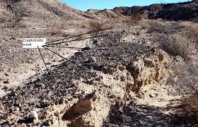 biological soil crusts