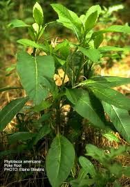 phytolacca