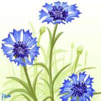 cornflower