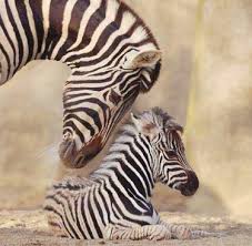 animal wild