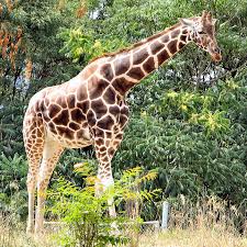 giraffe