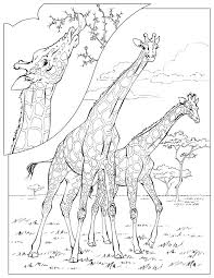 giraffe coloring