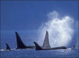 worlds largest whale