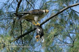 peregrine falcon feathers