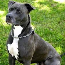 cani pitbull