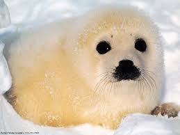 snow seals