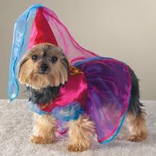 animals in halloween costumes