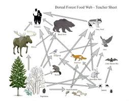 forest food chains