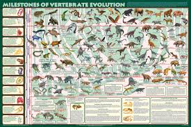 evolution poster