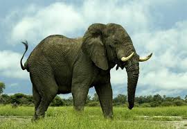 picture of elephant