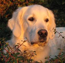 golden retriever wallpaper