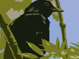 blackbird nests