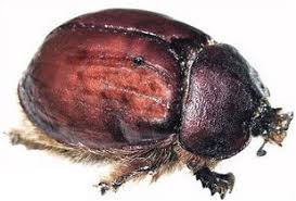 cochineal red