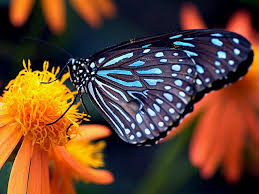butterfly wall papers