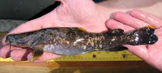 flathead catfish pictures