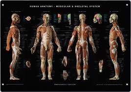 anatomical poster