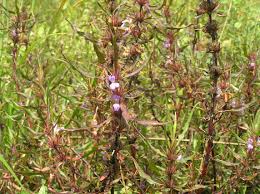 asteracantha longifolia