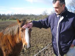 image poney