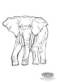 elephant pictures for kids