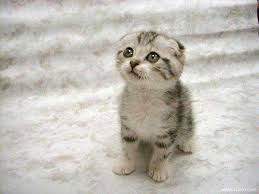 little cat