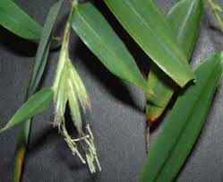 indoor bamboo
