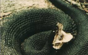 water moccasin pictures