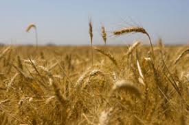 Shavuot - Judaica Guide