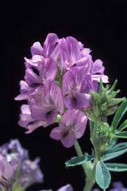 alfalfa