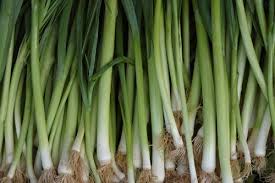 leek seeds