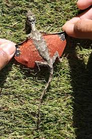 photos real dragons
