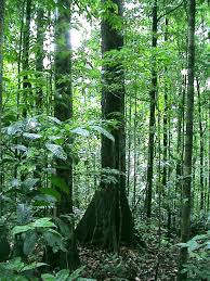 foret tropicale