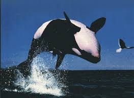 Orcas Orca