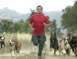 the dog