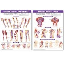 trigger point charts