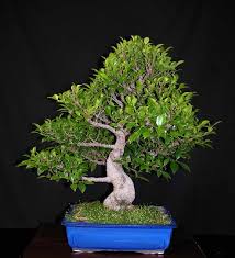 bonsai ficus retusa