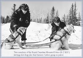 siberian husky sled dogs