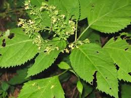 collinsonia