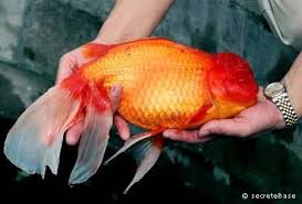 photos poissons d aquarium