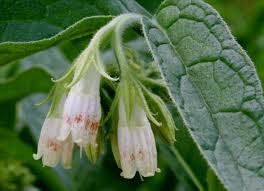 symphytum officinale