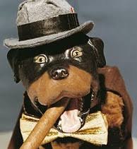 comic the insult comic dog