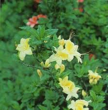 native azaleas