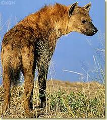 pictures of hyenas