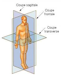 image anatomie corps humain