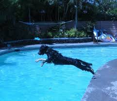 portuguese dog