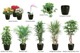 interior plant