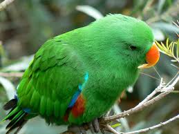 eclectus parrots