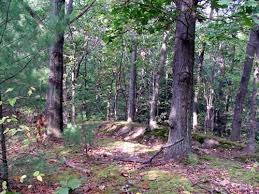 woodsball paintball