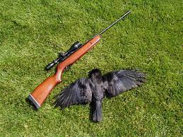 gamo hunting
