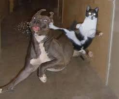 photo chat drole